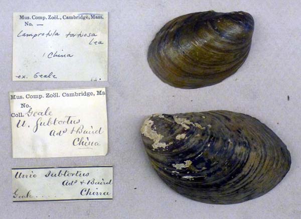 specimen