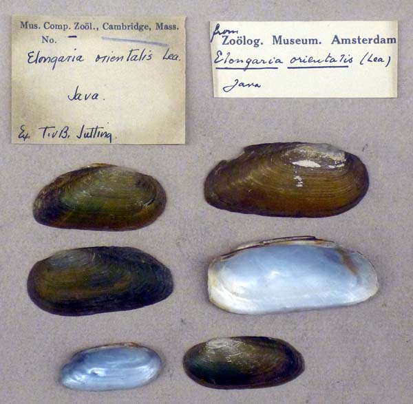 specimen