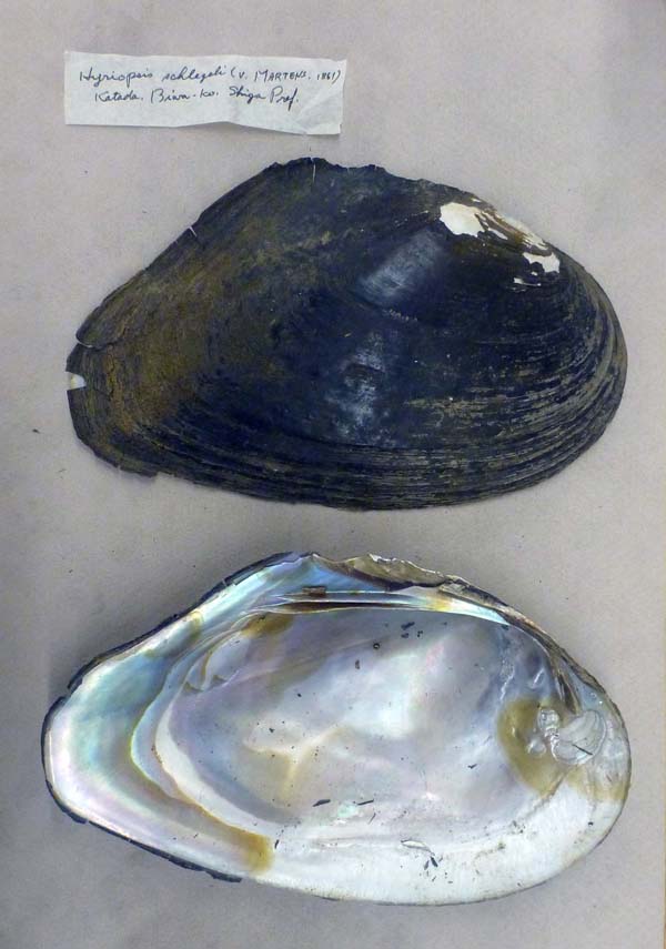 specimen