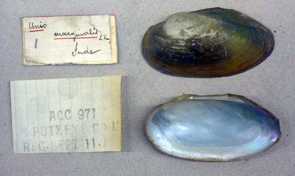 specimen
