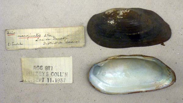 specimen