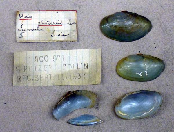 specimen