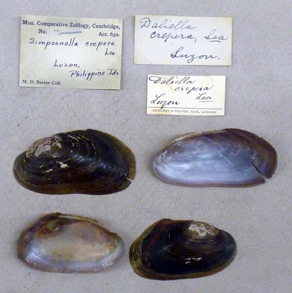 specimen