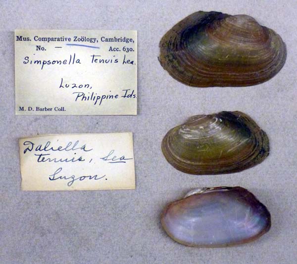 specimen