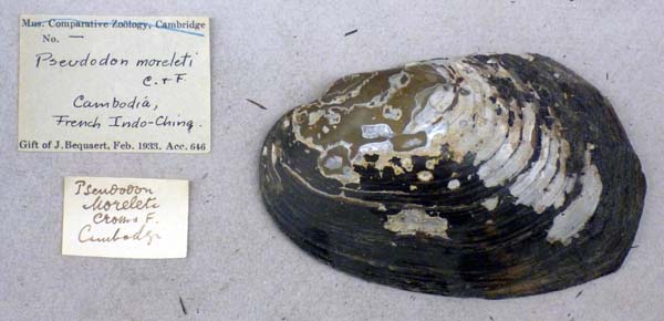 specimen
