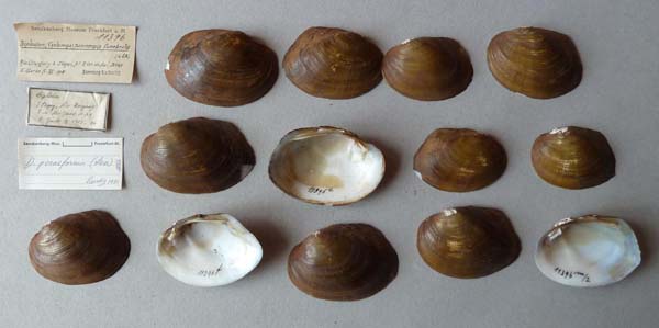 image of lot SMF_11396 image of lot SMF_11396