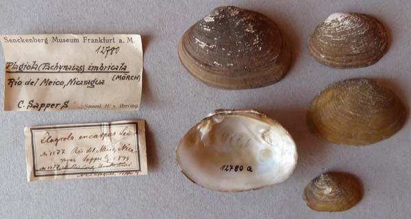 specimen