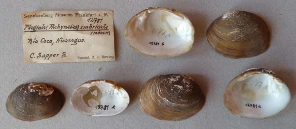 specimen