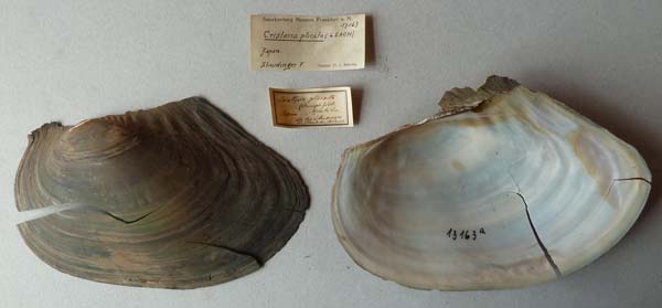 specimen