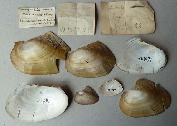 specimen
