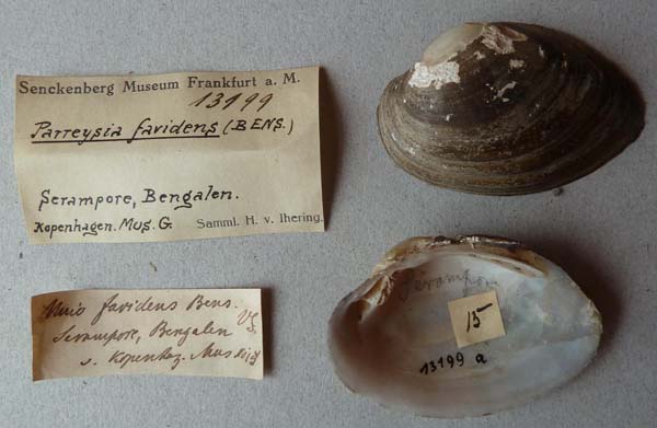 specimen
