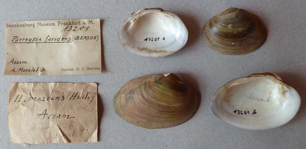 specimen