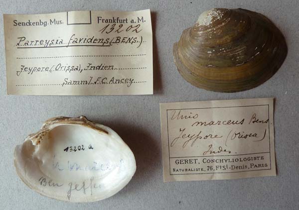 specimen