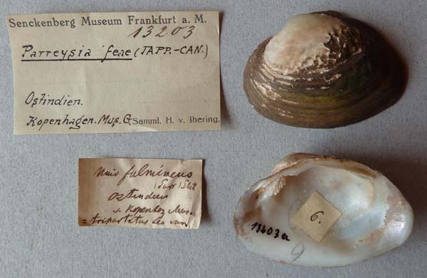 specimen