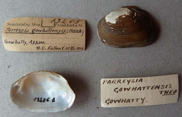 specimen