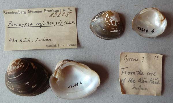 specimen