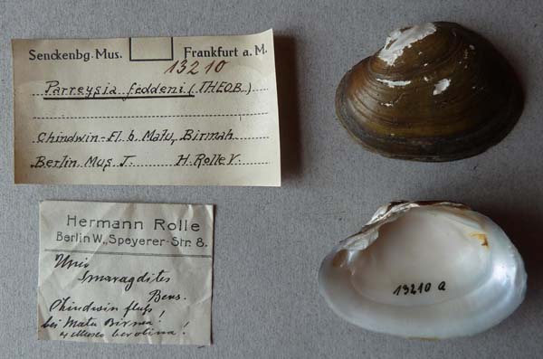 specimen
