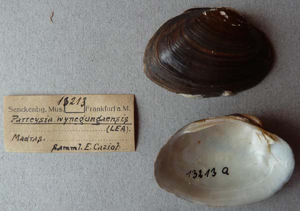 specimen