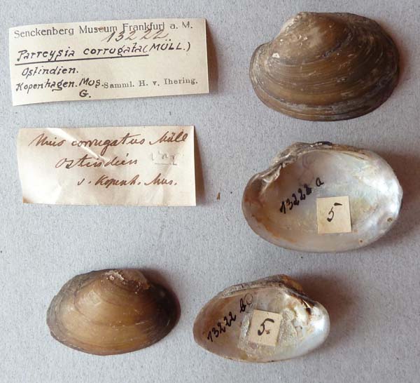 specimen