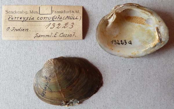 specimen