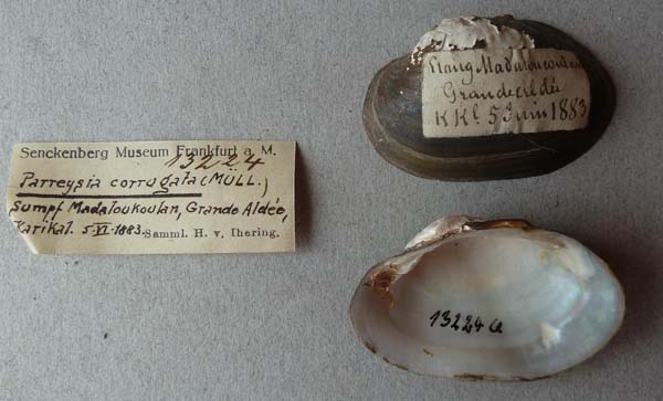 specimen