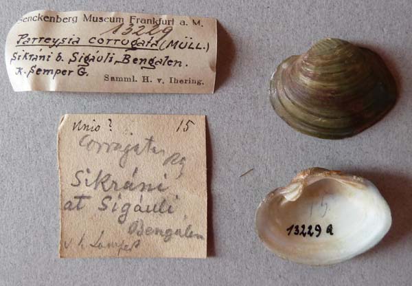 specimen