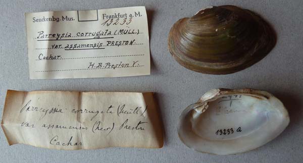 specimen