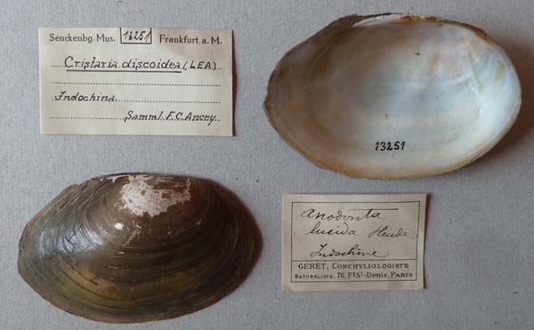 specimen