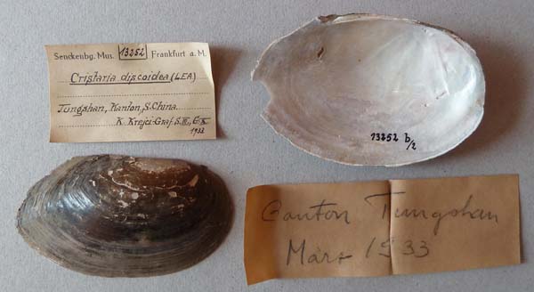 specimen