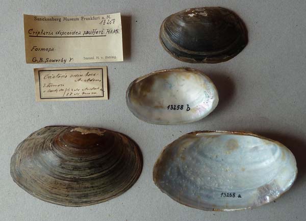 specimen