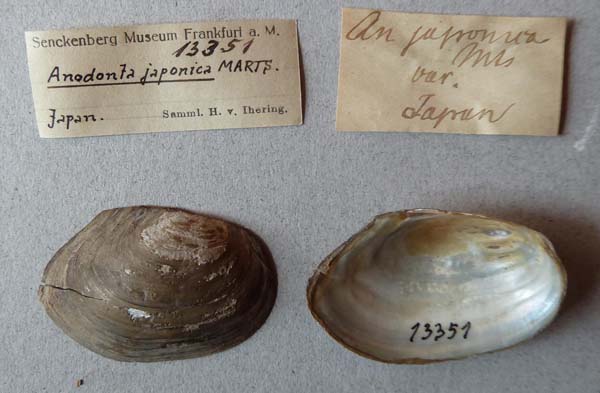 specimen