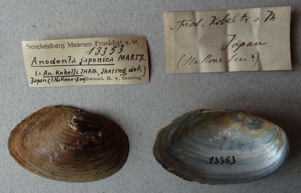 specimen