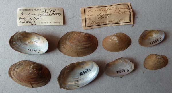 specimen