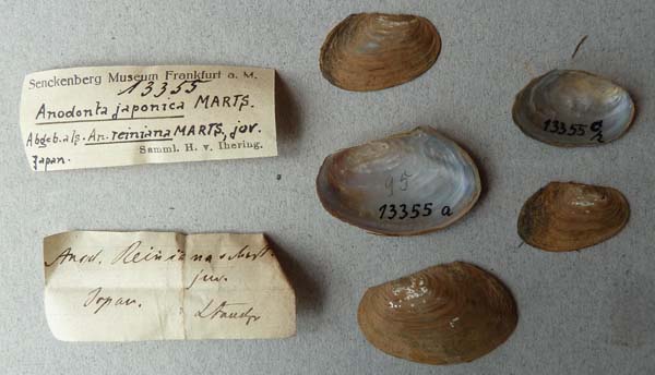 specimen