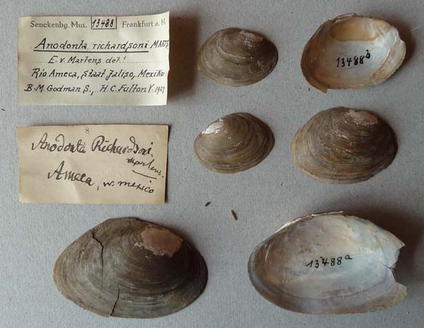 specimen
