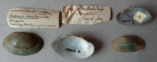 specimen