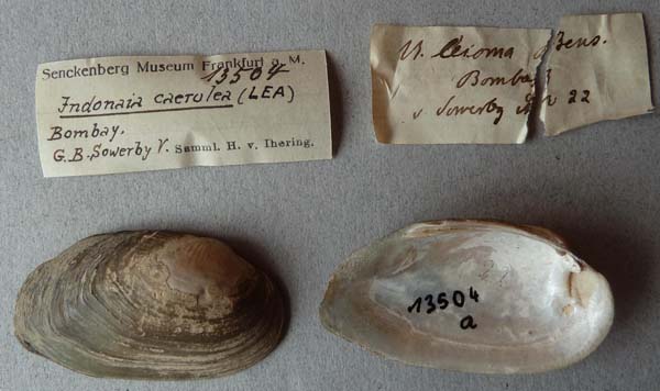 specimen