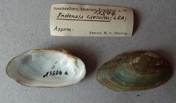 specimen