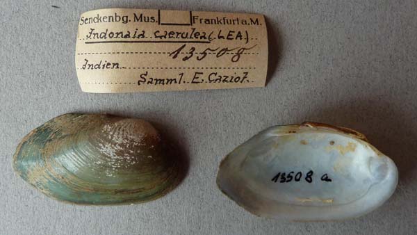 specimen