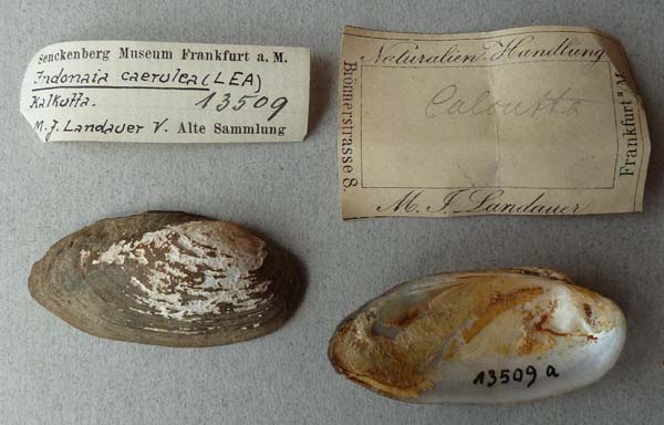 specimen