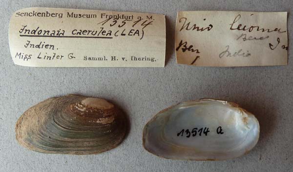 specimen