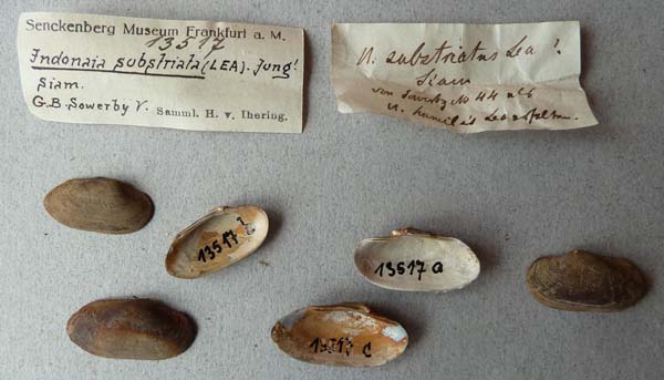 specimen