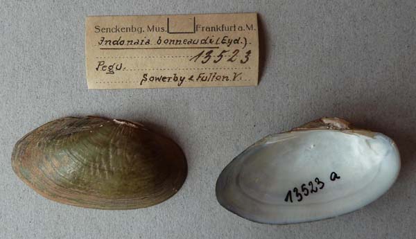 specimen