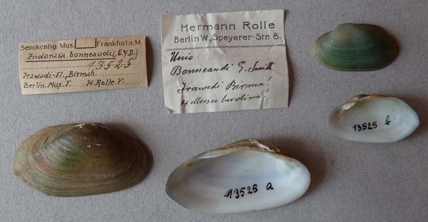 specimen