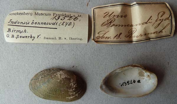 specimen