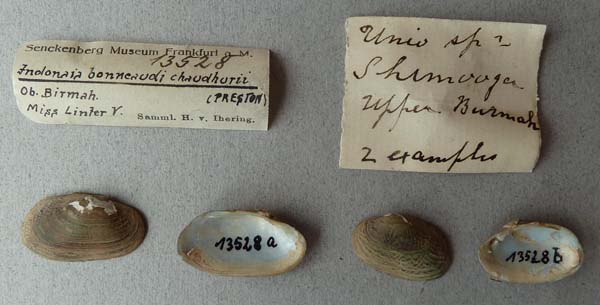 specimen