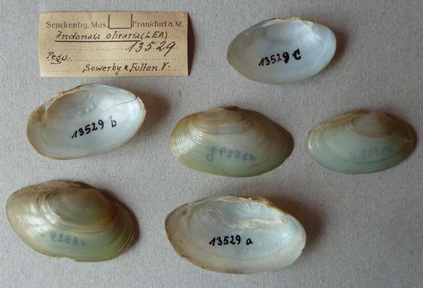 specimen