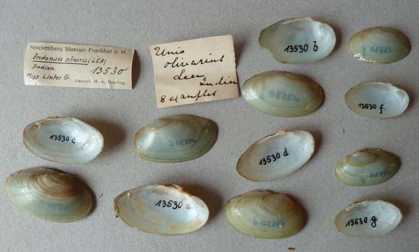 specimen