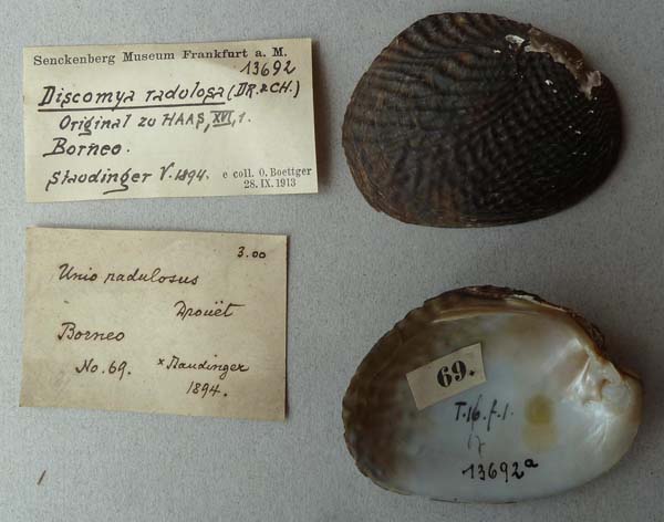 specimen
