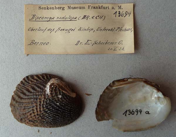 specimen